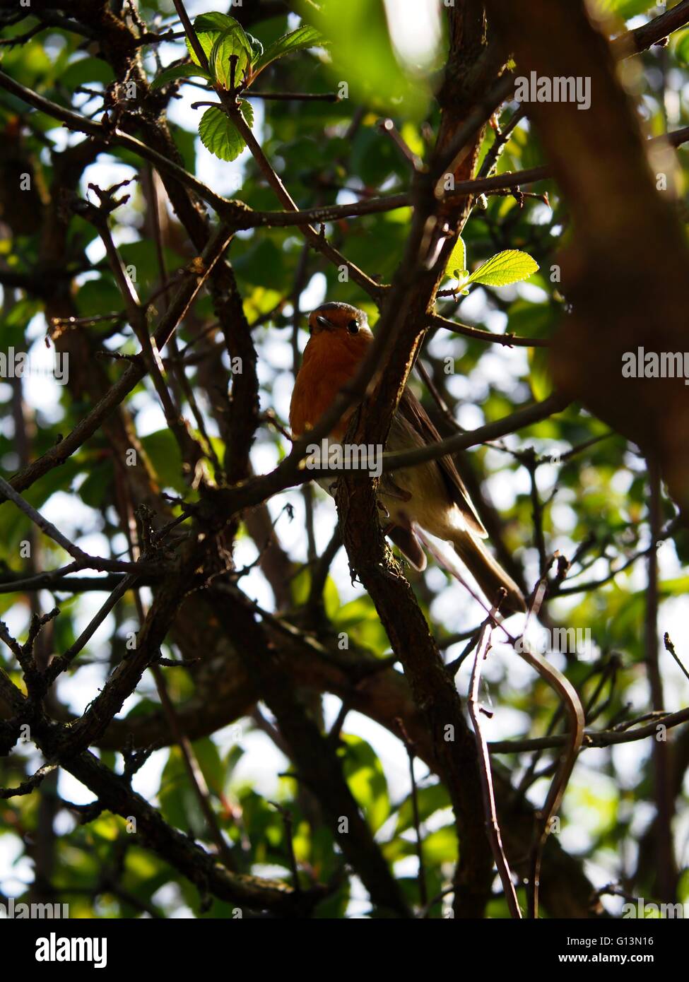 Robin in a tree Stock Photo