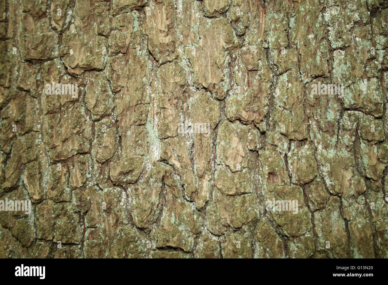 Bark of a tree, Highgate Wood, London, United Kingdom Stock Photo Alamy