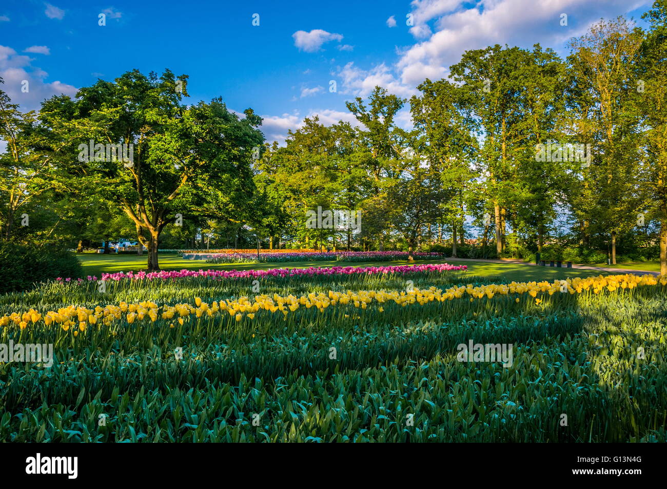 Yellow tulips and green fields, Keukenhof Park, Lisse in Holland Stock ...