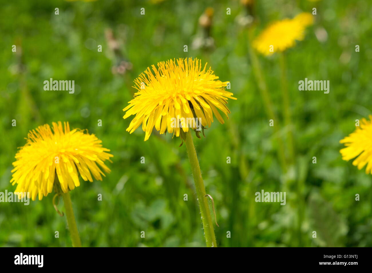 Yellow dandelions in the field Stock Photo