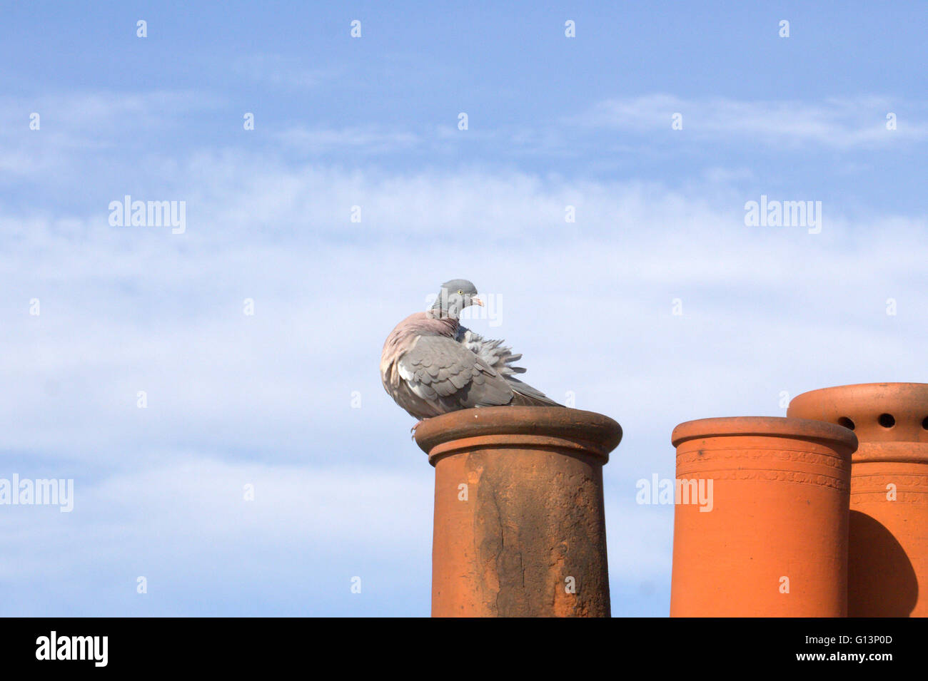 A common pigeon perched upon a chimney pot. Stock Photo