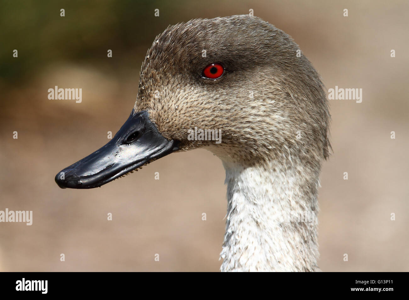 Patagonian Crested Duck (Lophonetta specularioides) Stock Photo