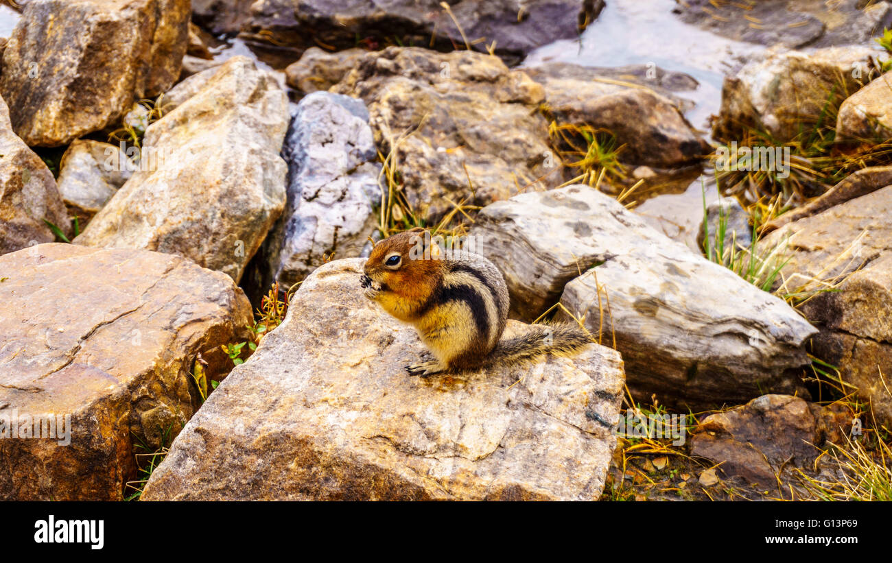Chipmunk in the High Alpine in the Rocky Mountains at the Teahouse near the Plain of Six Glaciers at Lake Louise in Alberta, Canada Stock Photo