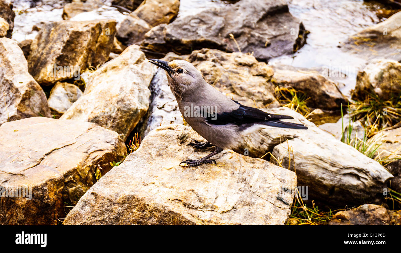 Nutcracker bird hires stock photography and images Alamy