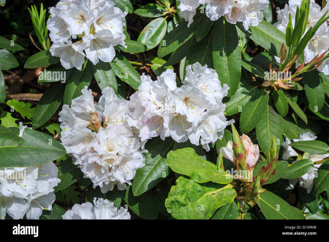 White rhododendron 'Mount Everest' flowering in RHS Gardens at Wisley, Surrey, UK in springtime Stock Photo