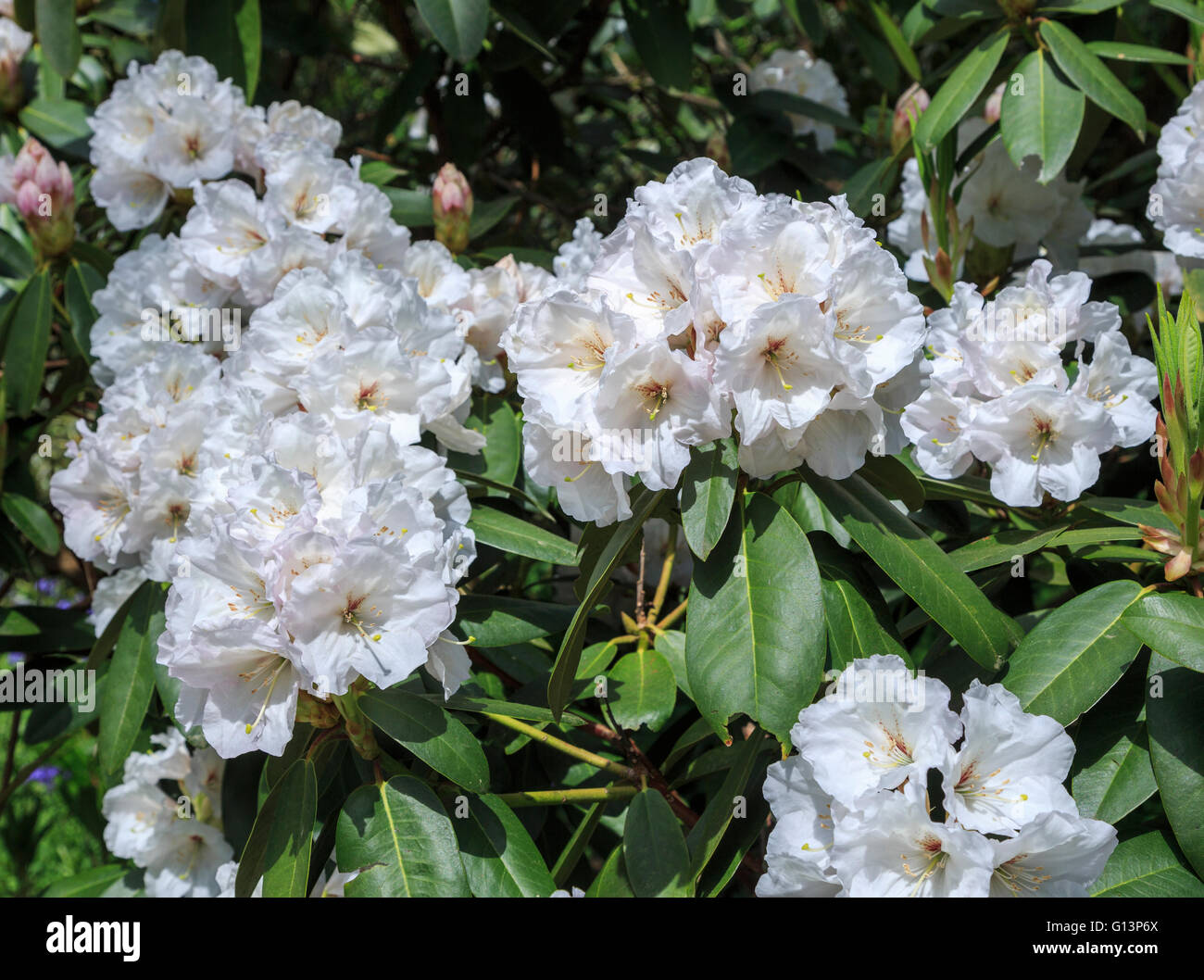 White rhododendron 'Mount Everest' flowering in RHS Gardens at Wisley, Surrey, UK in springtime Stock Photo