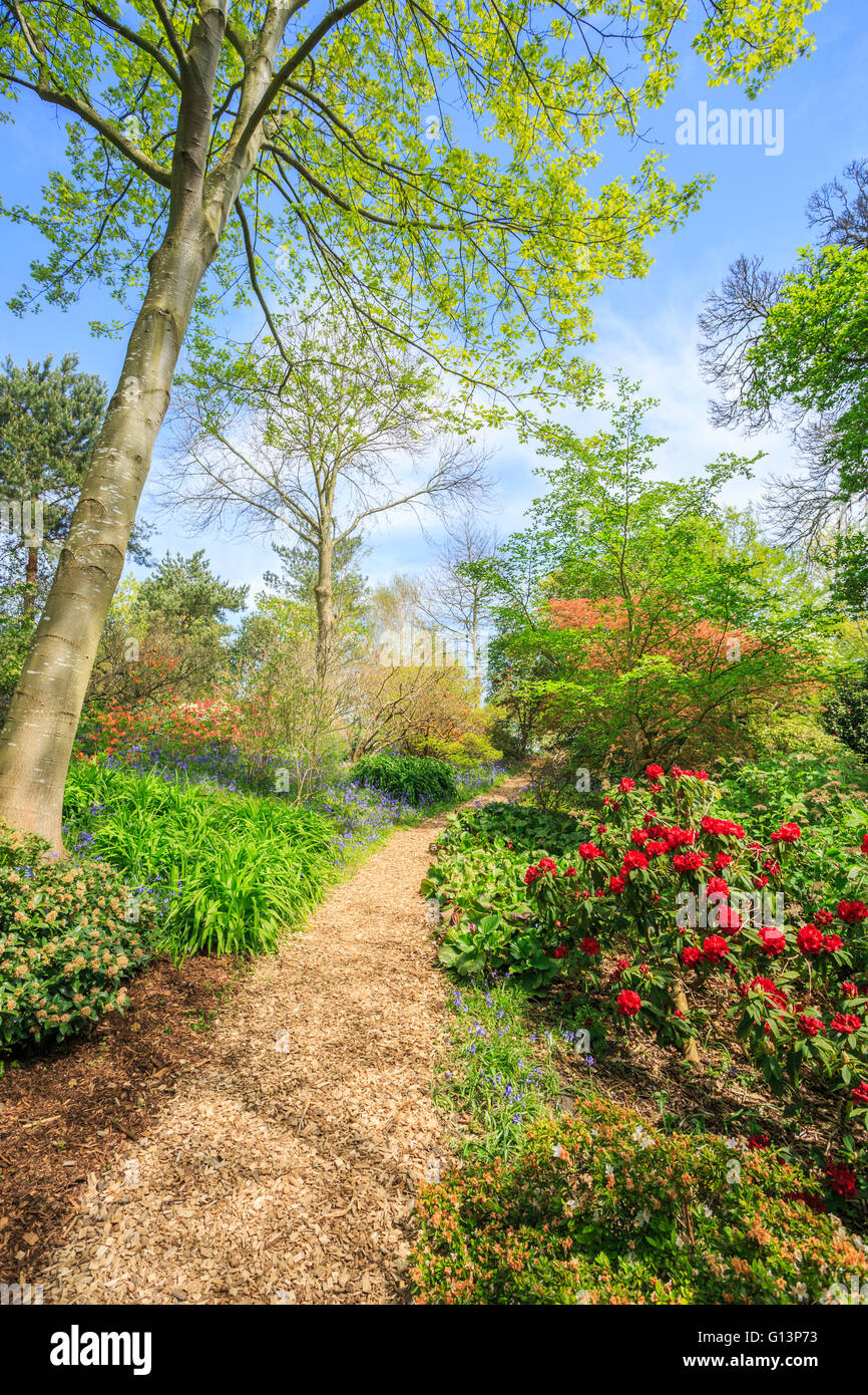 Footpath at RHS Gardens at Wisley, Surrey, UK in springtime with red rhododendrons and fresh spring foliage Stock Photo