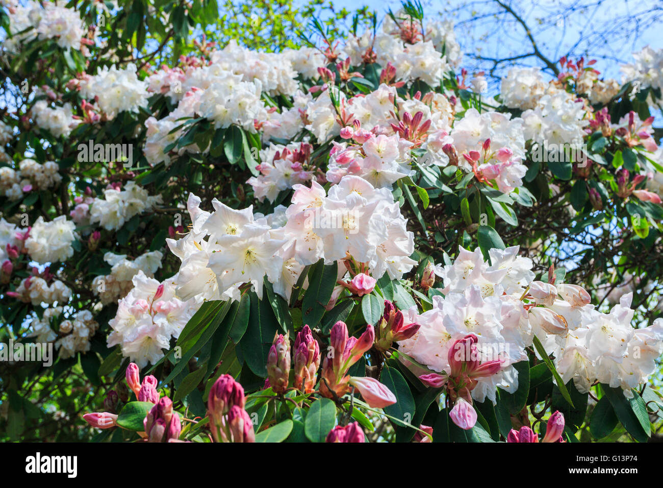 White rhododendron 'Loderi Pink Diamond' in flower at RHS Gardens at Wisley, Surrey, UK in springtime Stock Photo