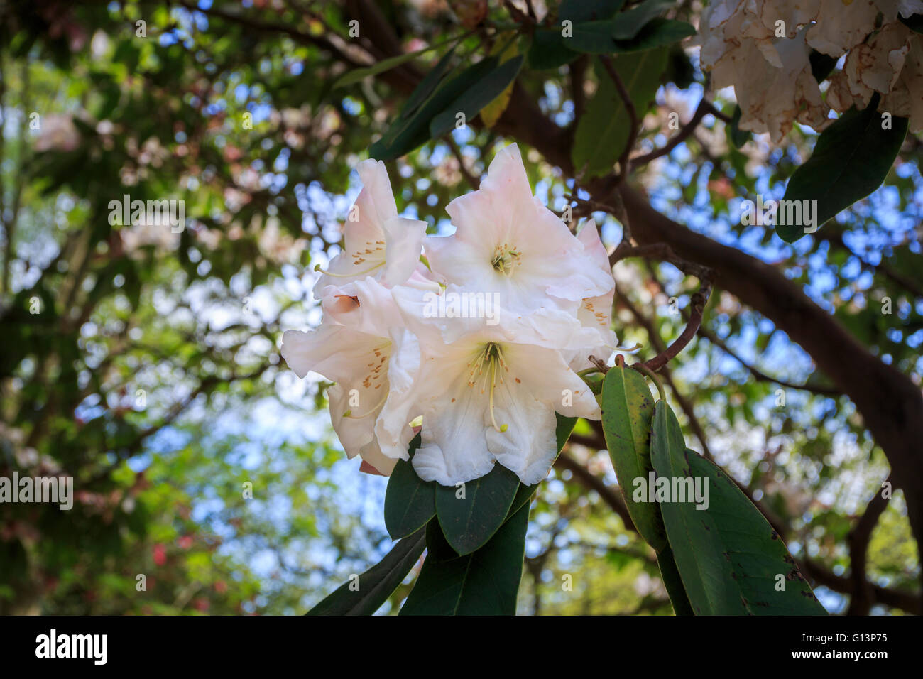White rhododendron 'Loderi Pink Diamond' in flower at RHS Gardens at Wisley, Surrey, UK in springtime Stock Photo