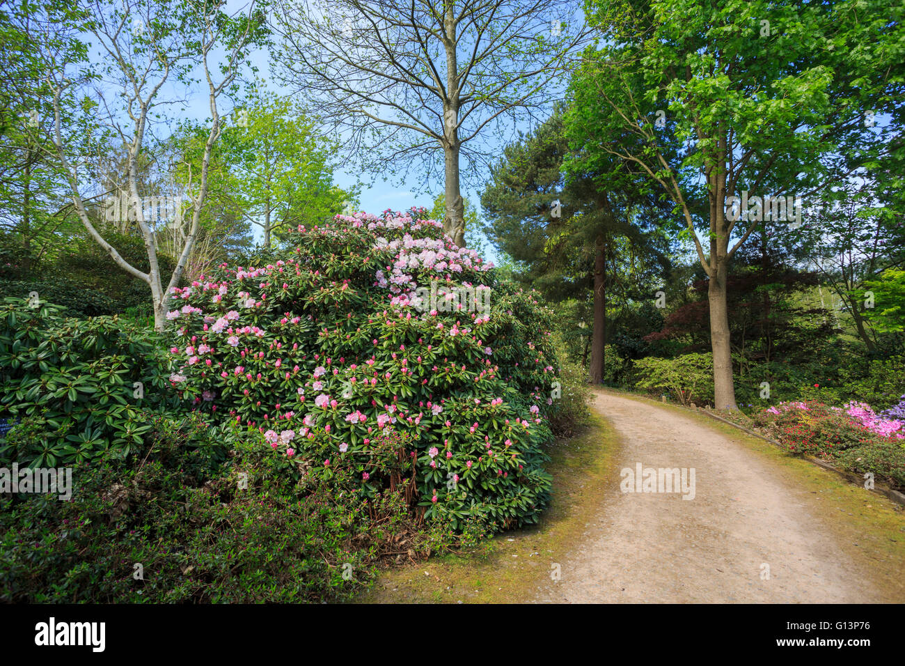 Pretty pink to white rhododendron yakushimanum flowering in RHS Gardens at Wisley, Surrey, UK in springtime Stock Photo