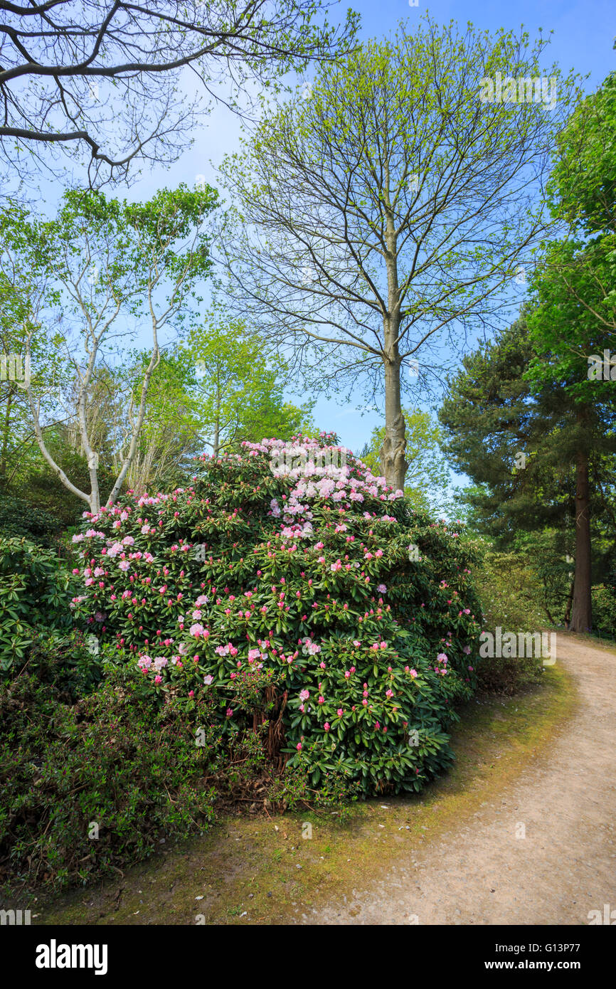 Pretty pink to white rhododendron yakushimanum flowering in RHS Gardens at Wisley, Surrey, UK in springtime Stock Photo