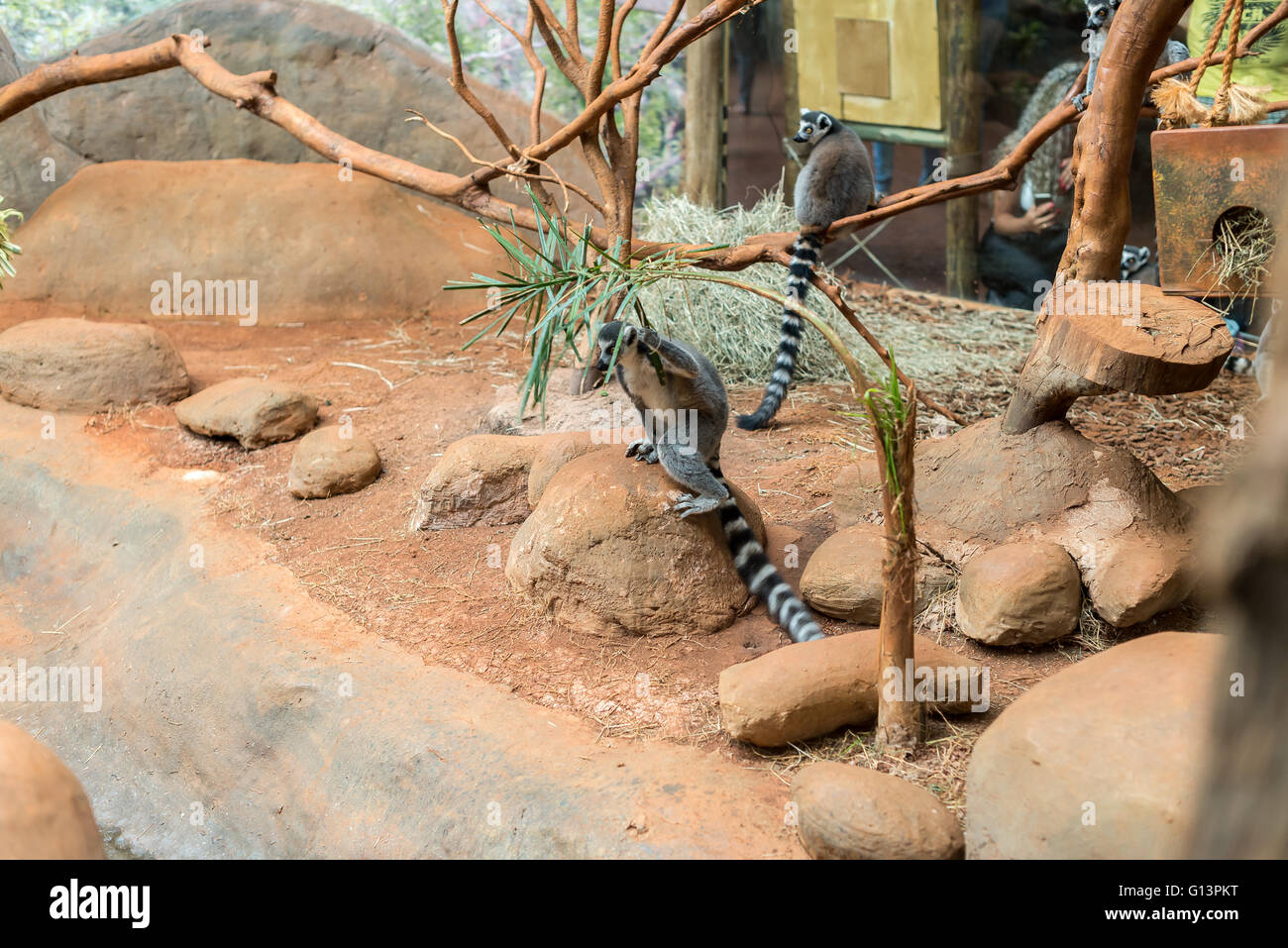 The ring tailed lemur (lemur catta) eating and sitting by a tree. Stock Photo