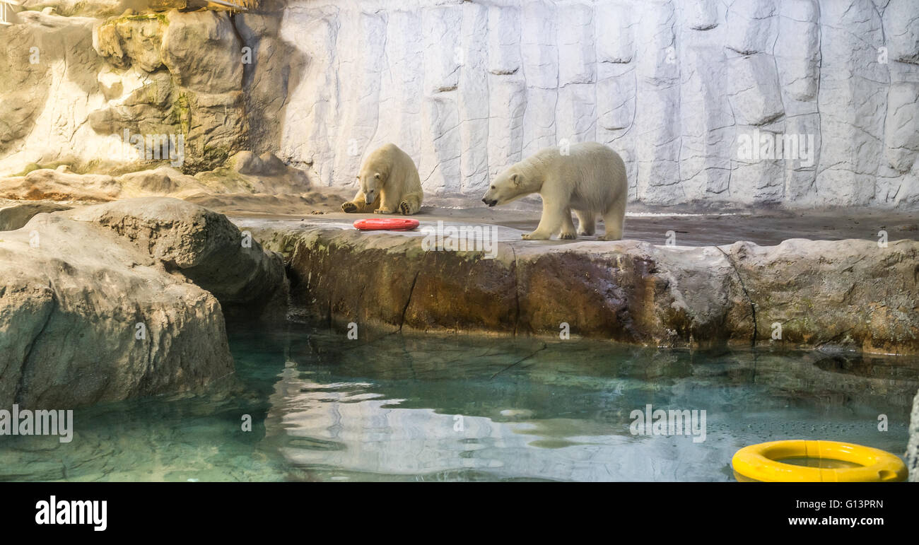 Couple of Polar Bear (Also known as Thalarctos Maritimus or Ursus Maritimus) resting  over ice Stock Photo