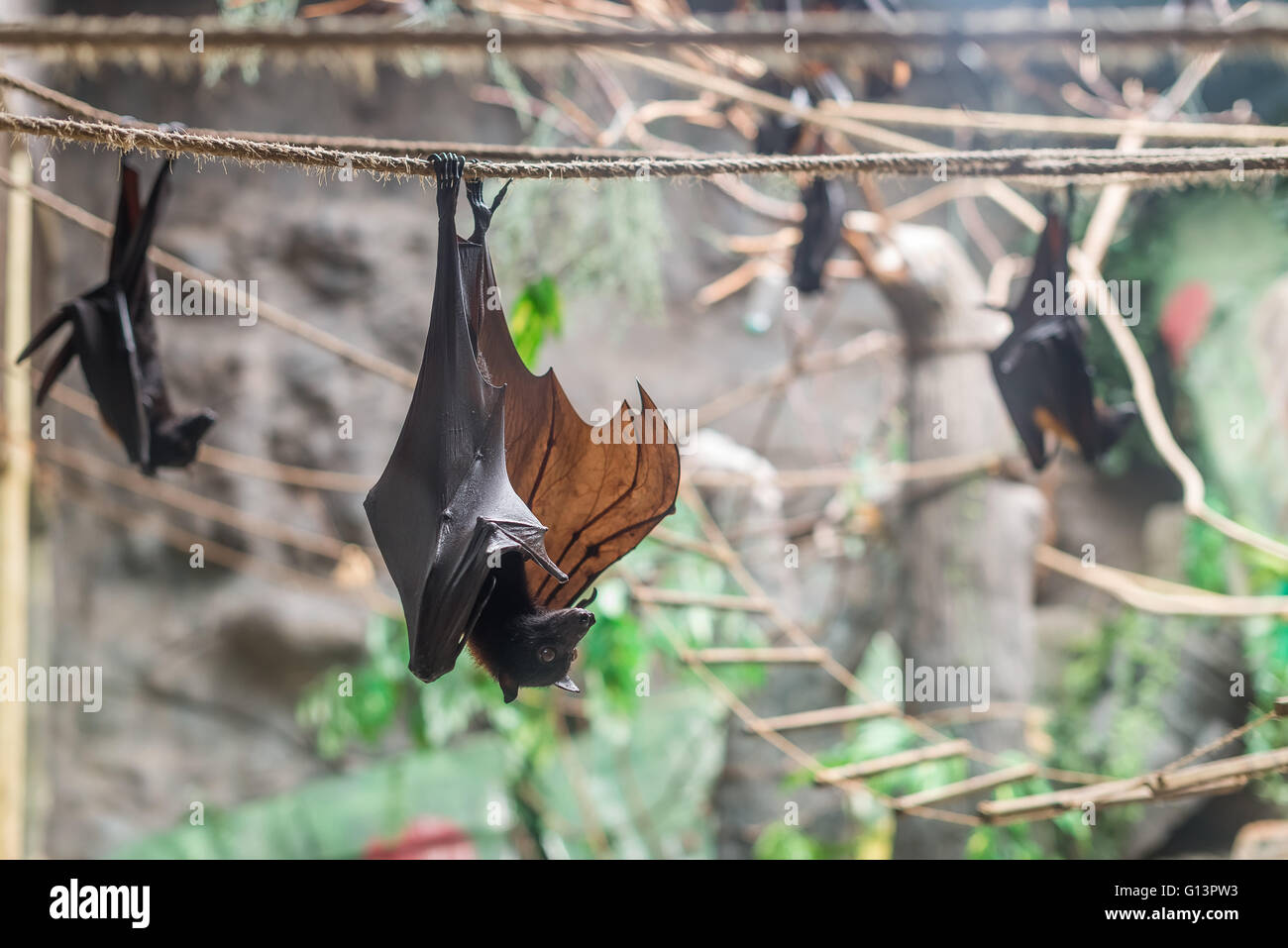 Malayan Bat (Pteropus vampyrus) hanging on a rope with its head down Stock Photo