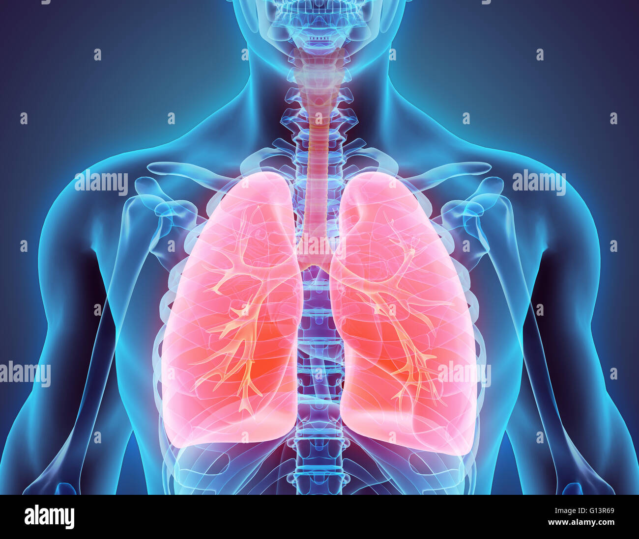 3D illustration of Lungs - Part of Human Organic Stock Photo - Alamy