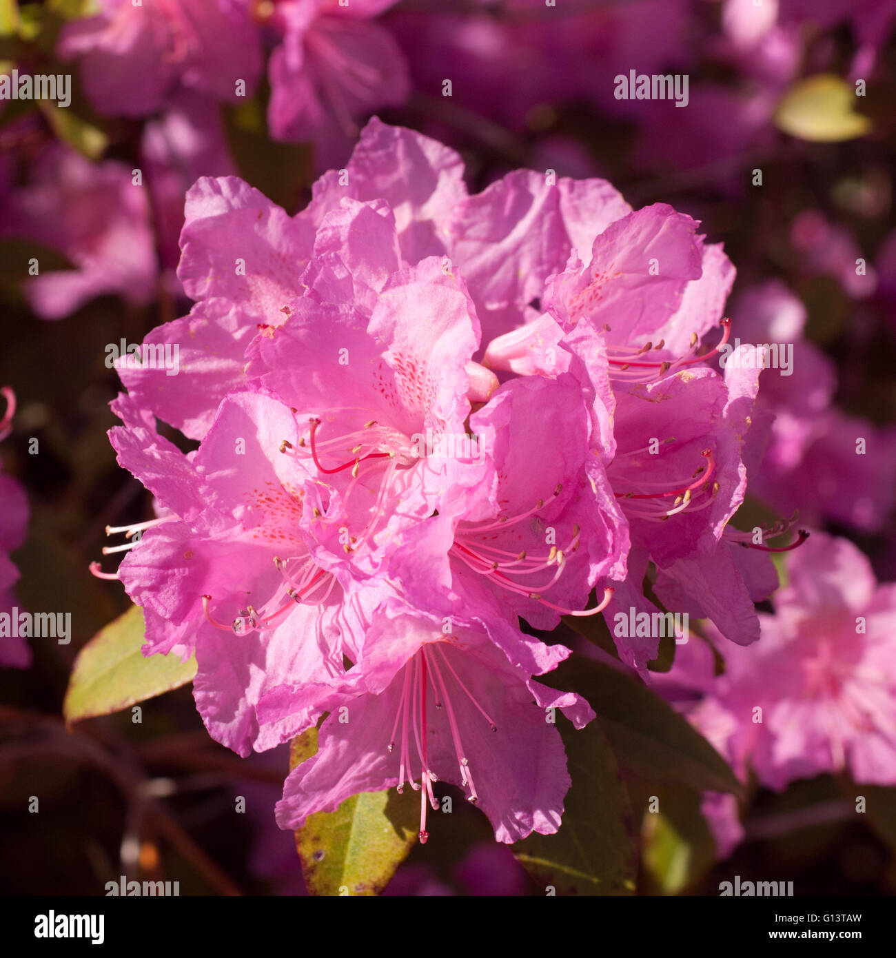 Macro azalea hi-res stock photography and images - Alamy