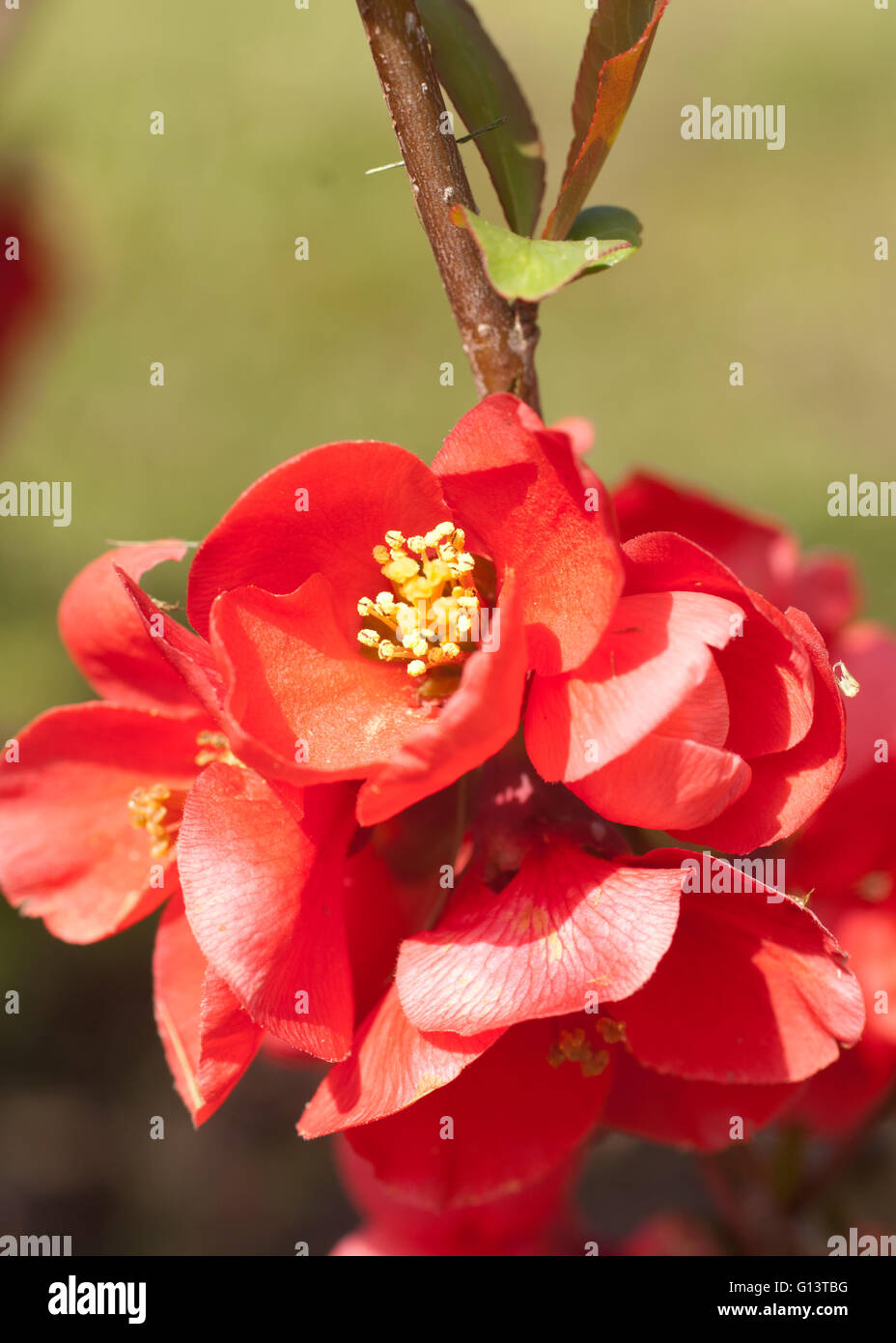 Japanese Flowering Quince Stock Photo Alamy