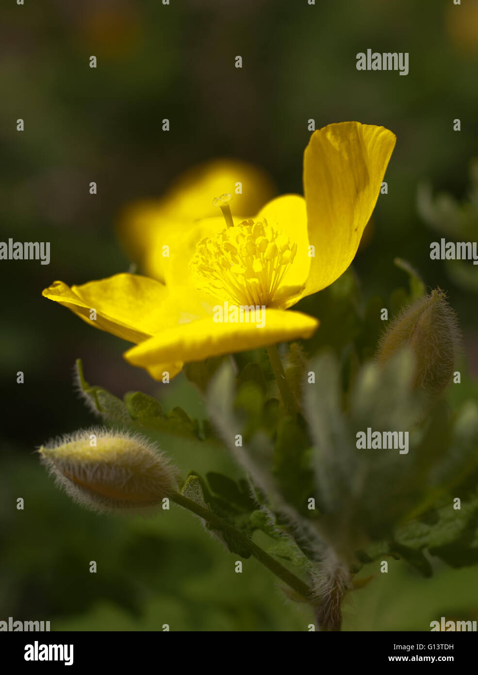 Wood Poppy Macro Stock Photo