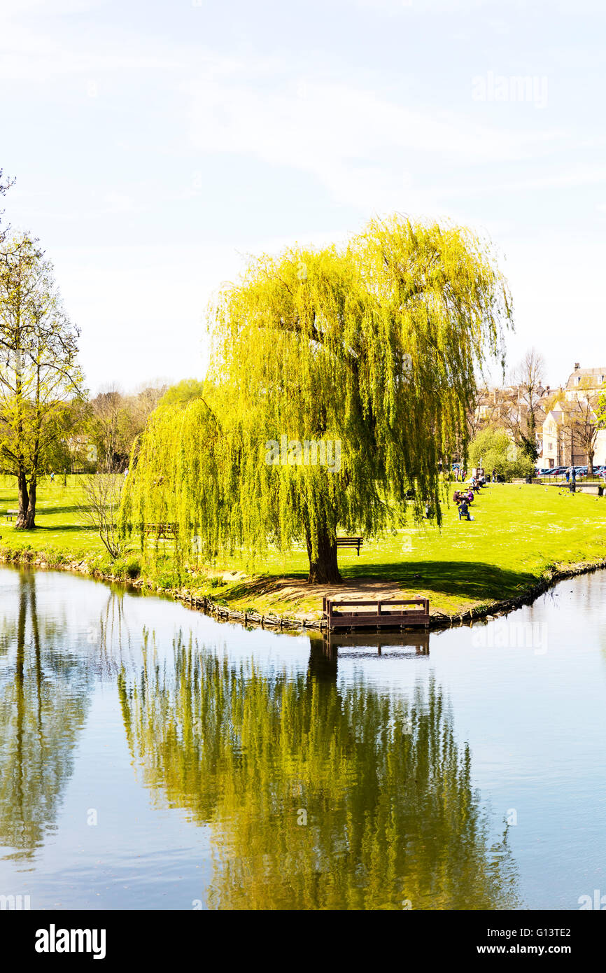Willow Tree England Uk High Resolution Stock Photography and Images Alamy