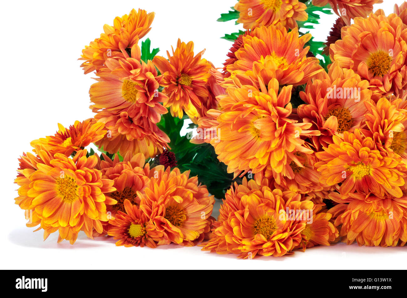 closeup of some orange daisies on a white background Stock Photo