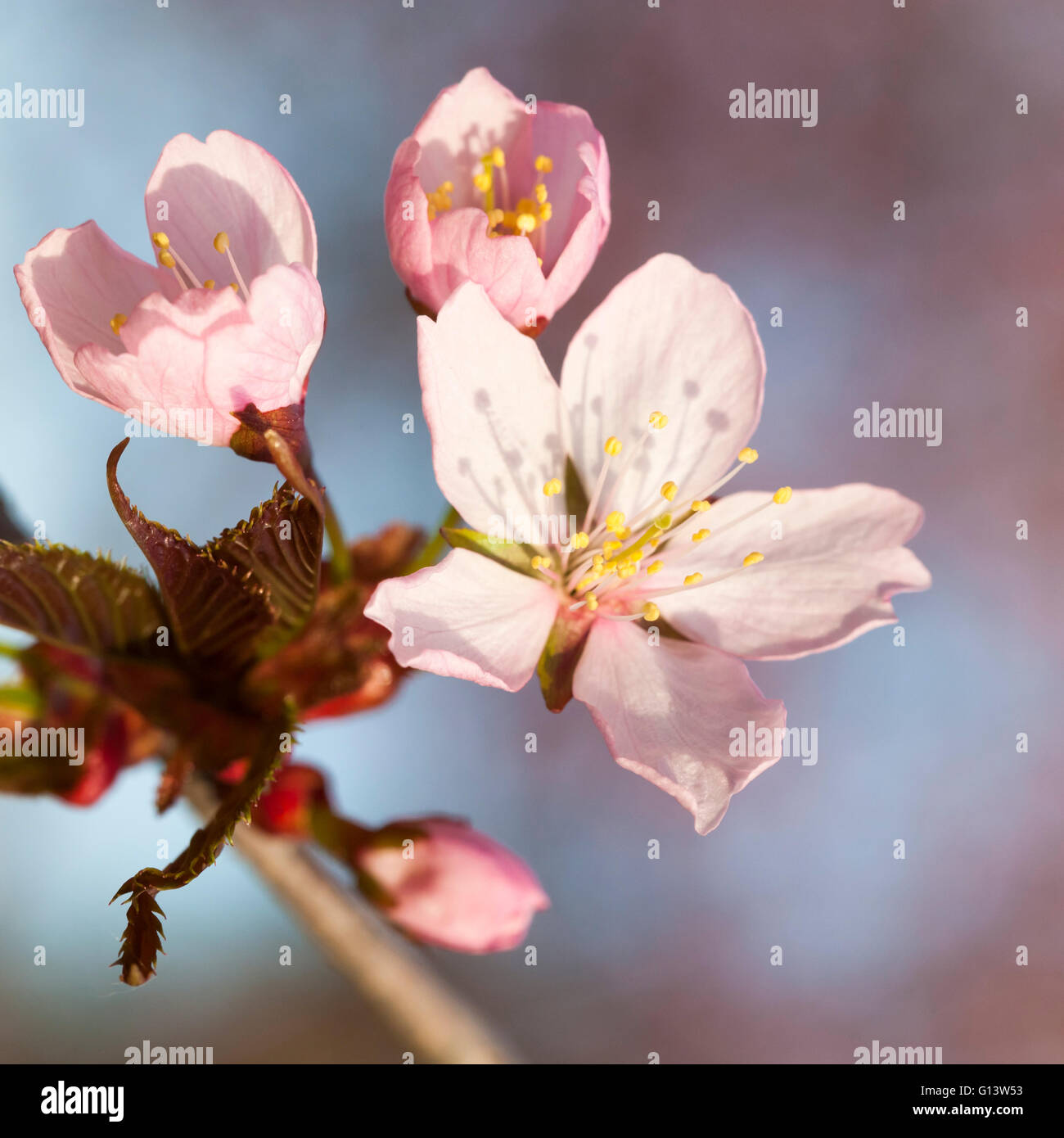 Finnish cherry tree hi-res stock photography and images - Alamy