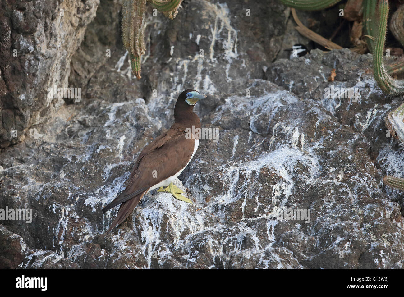 Brown Booby (Sula leucogaster Stock Photo - Alamy