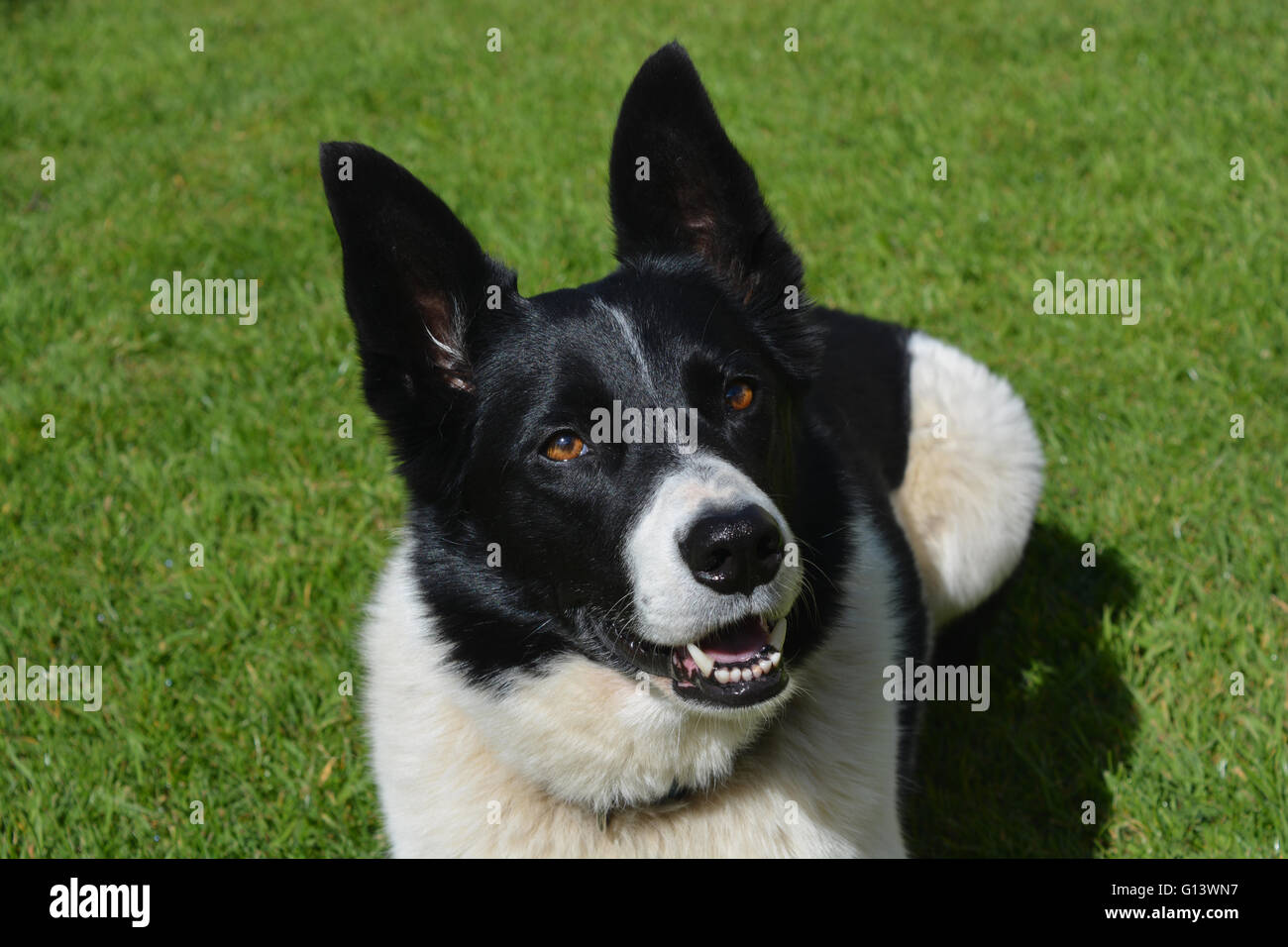 Collie x cheap border collie