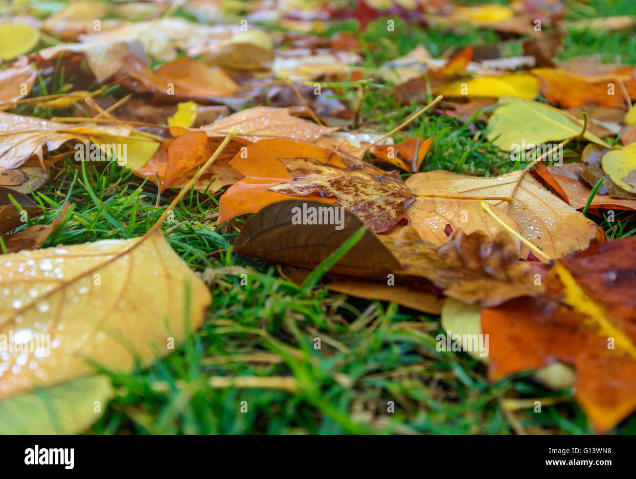Bright red wet leaves hi-res stock photography and images - Alamy