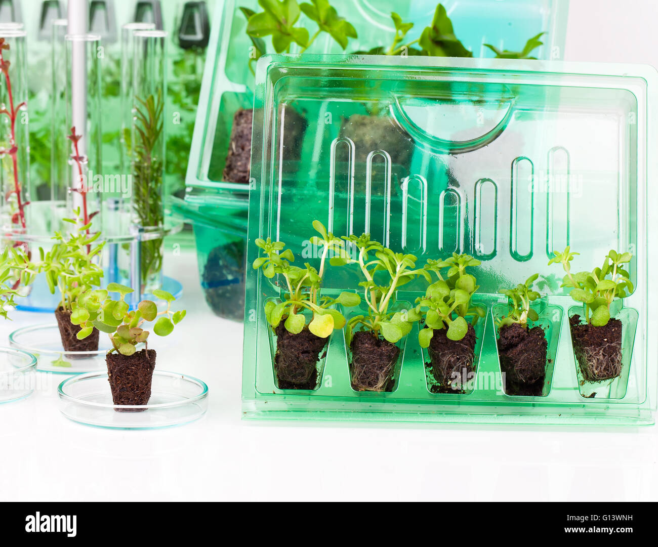 Plants, seedlings for transportation  in plastic box, on white background Stock Photo