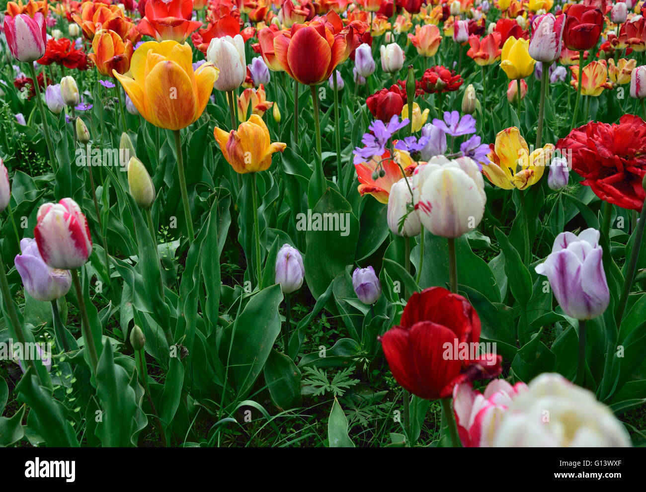 Gachsar Tulip Festival, Gachsar, Iran Stock Photo