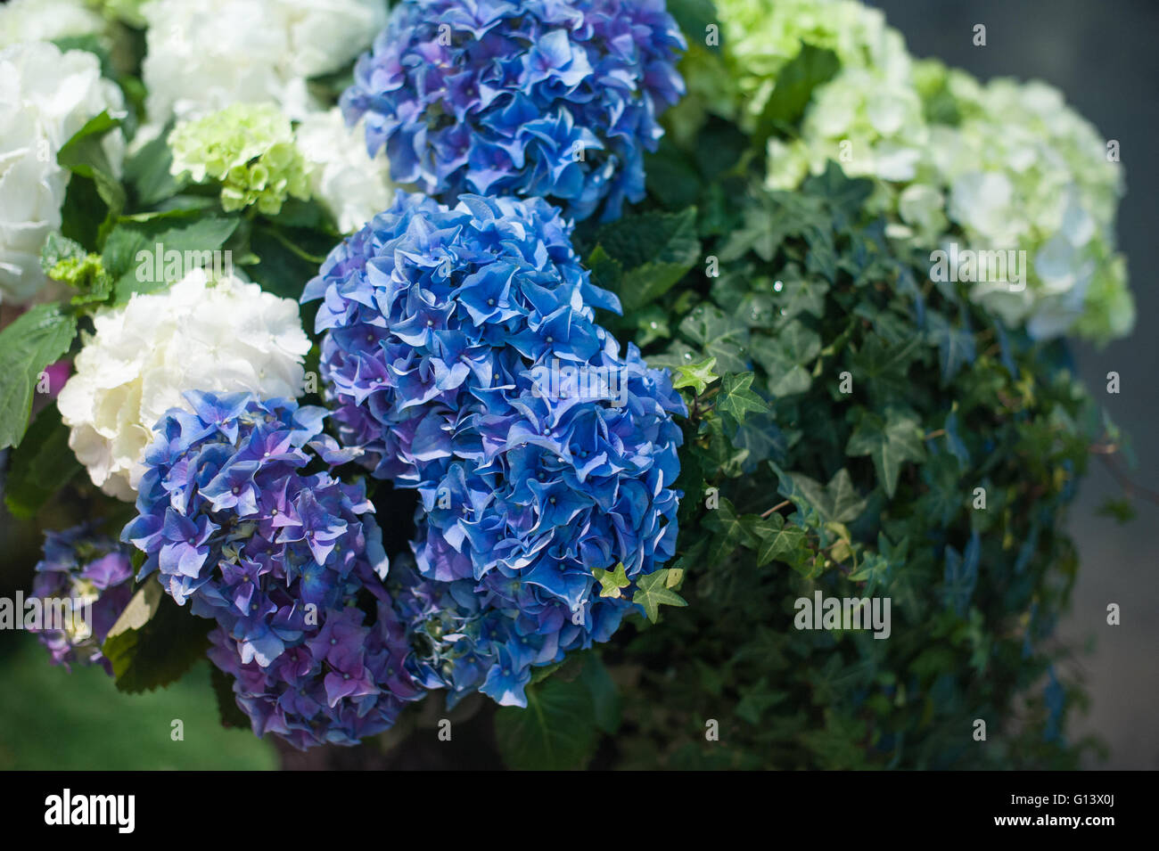 Blue hydrangea blossom with green leaves in spring garden Stock Photo