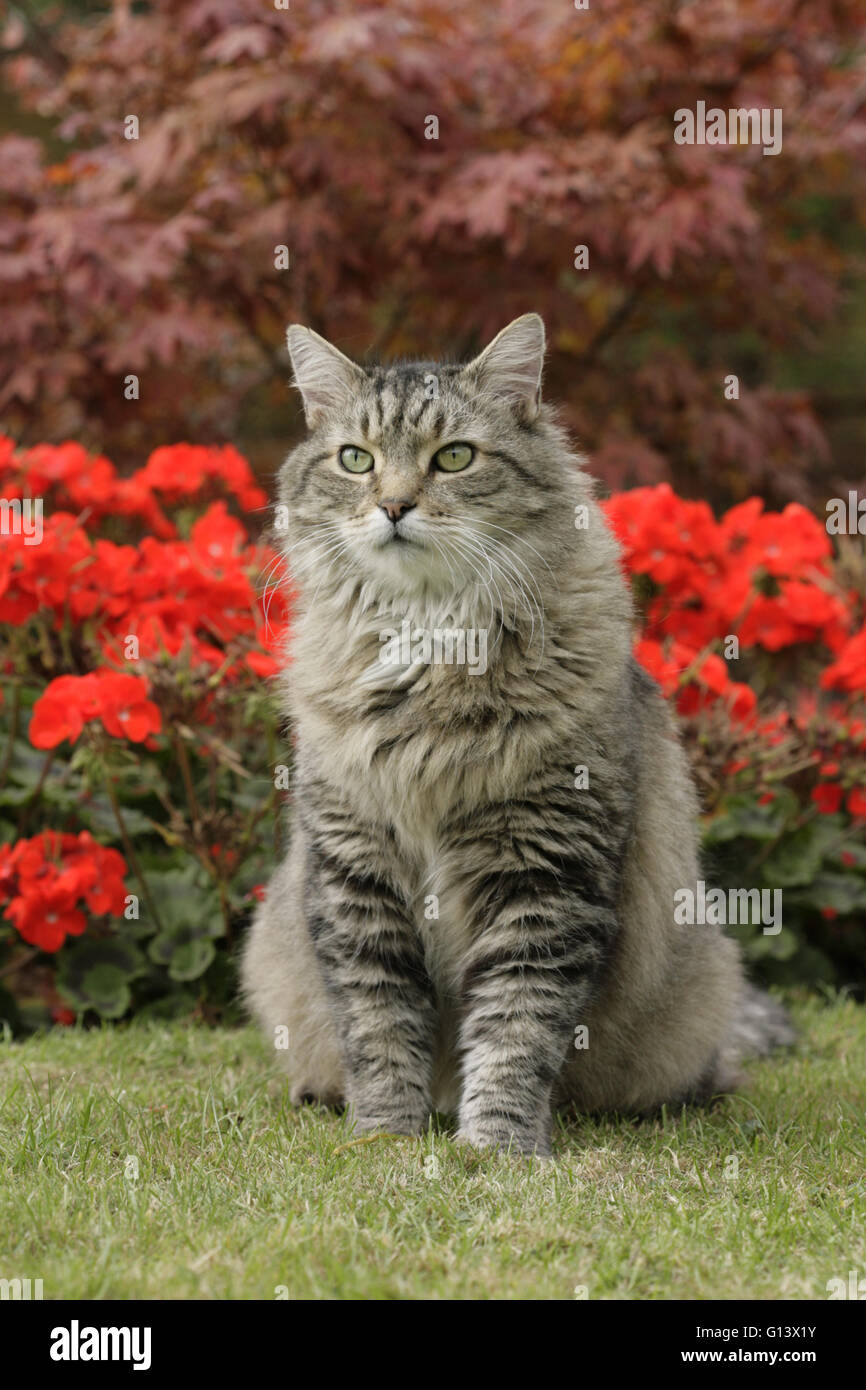 Long-haired cat domestic How to