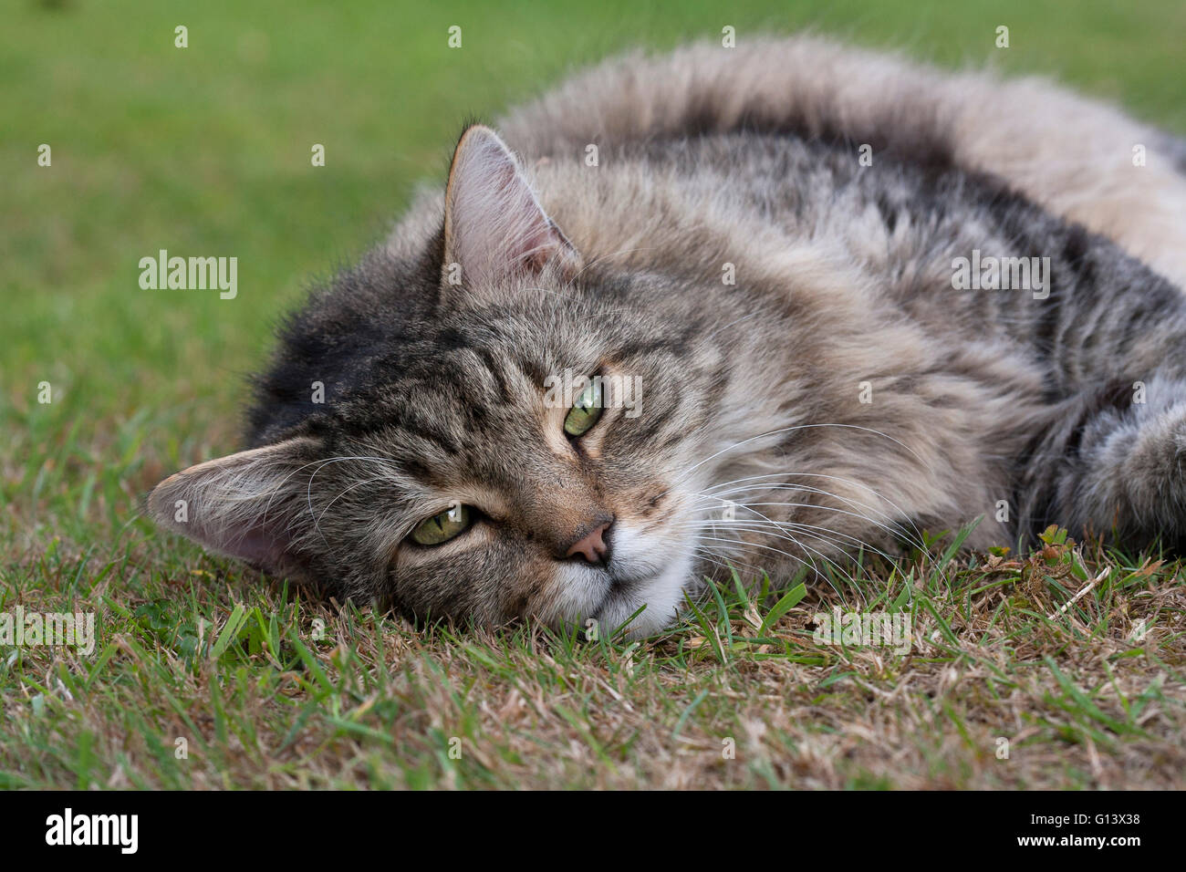 Domestic Longhaired Cat Portrait of single adult resting on grass
