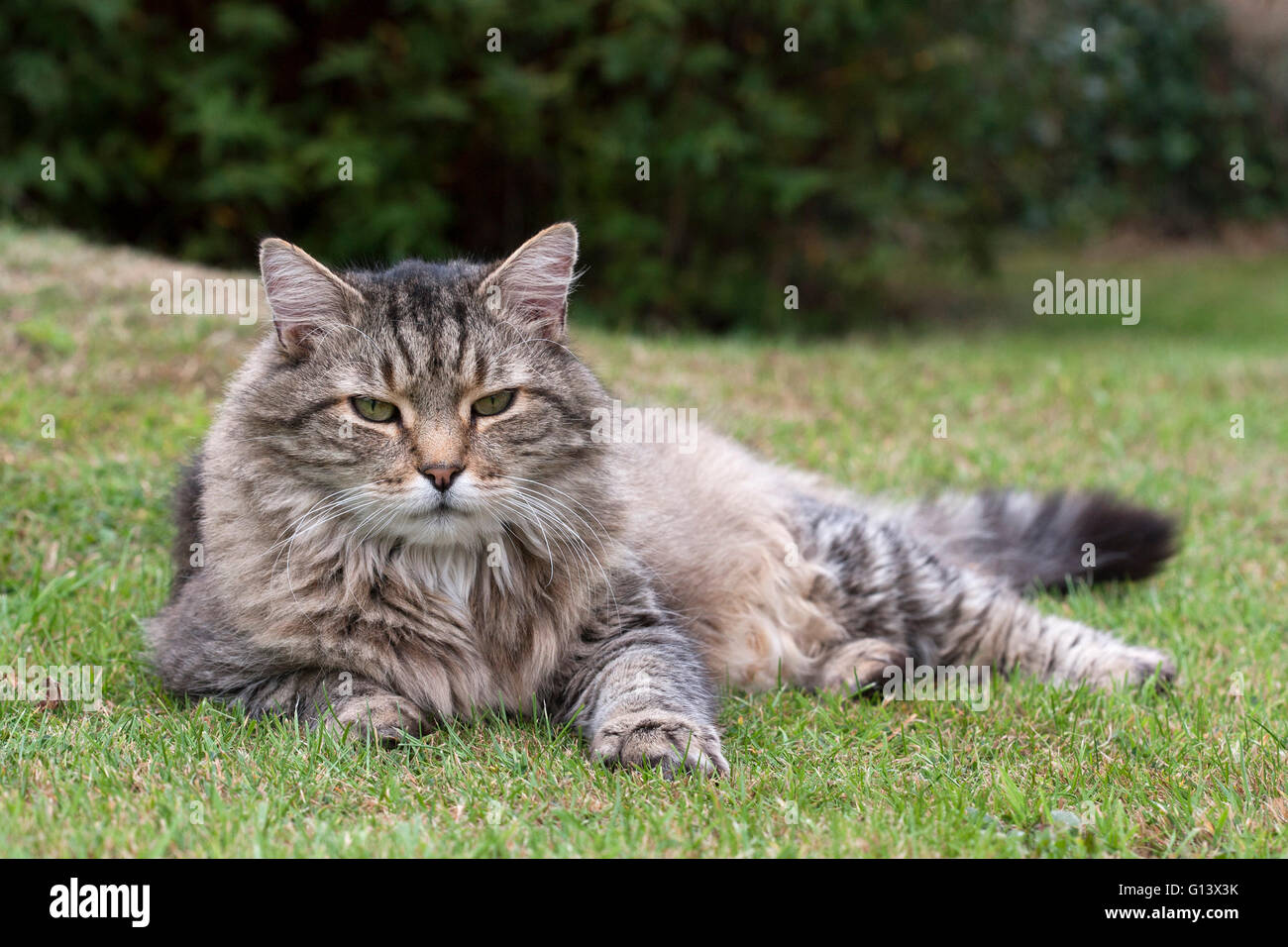 Domestic long haired cat hi-res stock photography and images - Alamy