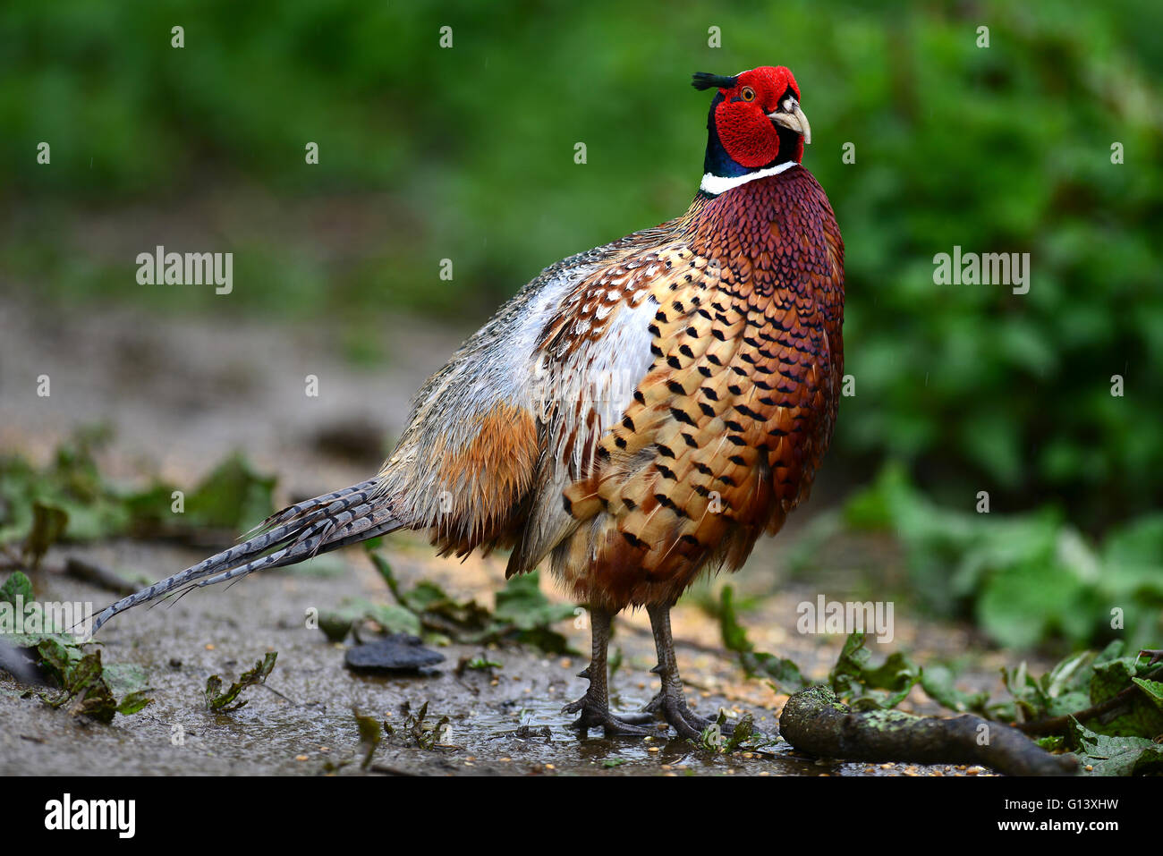 A common pheasant walking in some mud UK Stock Photo