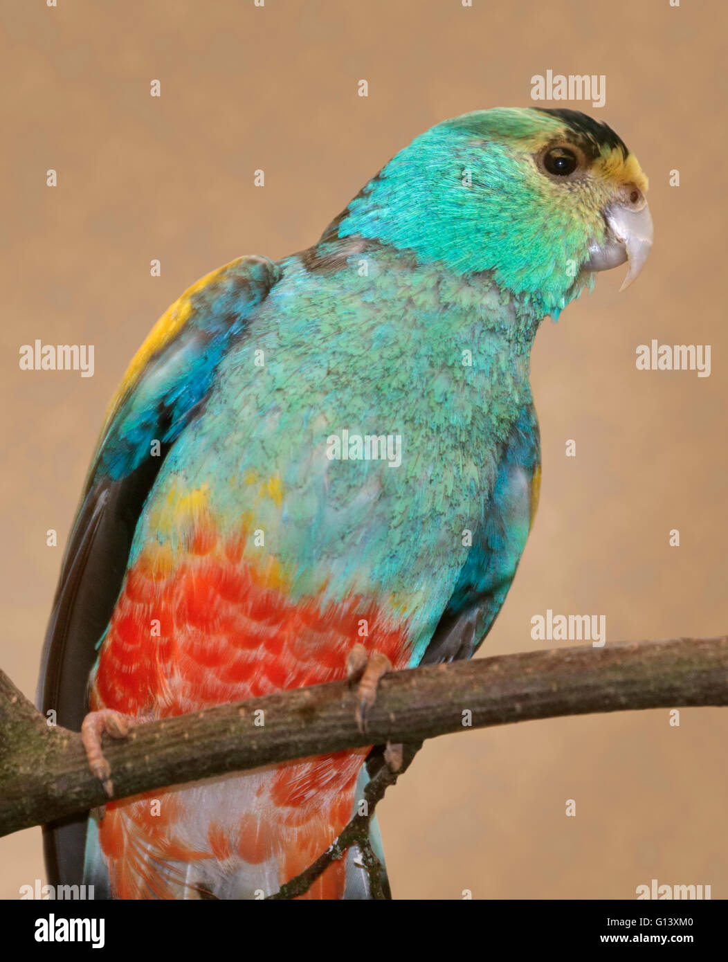 Golden Shouldered Parrot (psephotus chrysopterygius) male Stock Photo