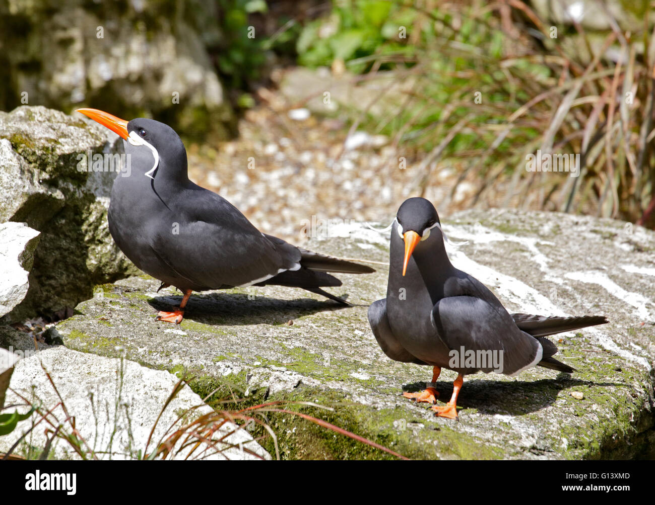 Pair of Inca Terns (larosterna inca) Stock Photo