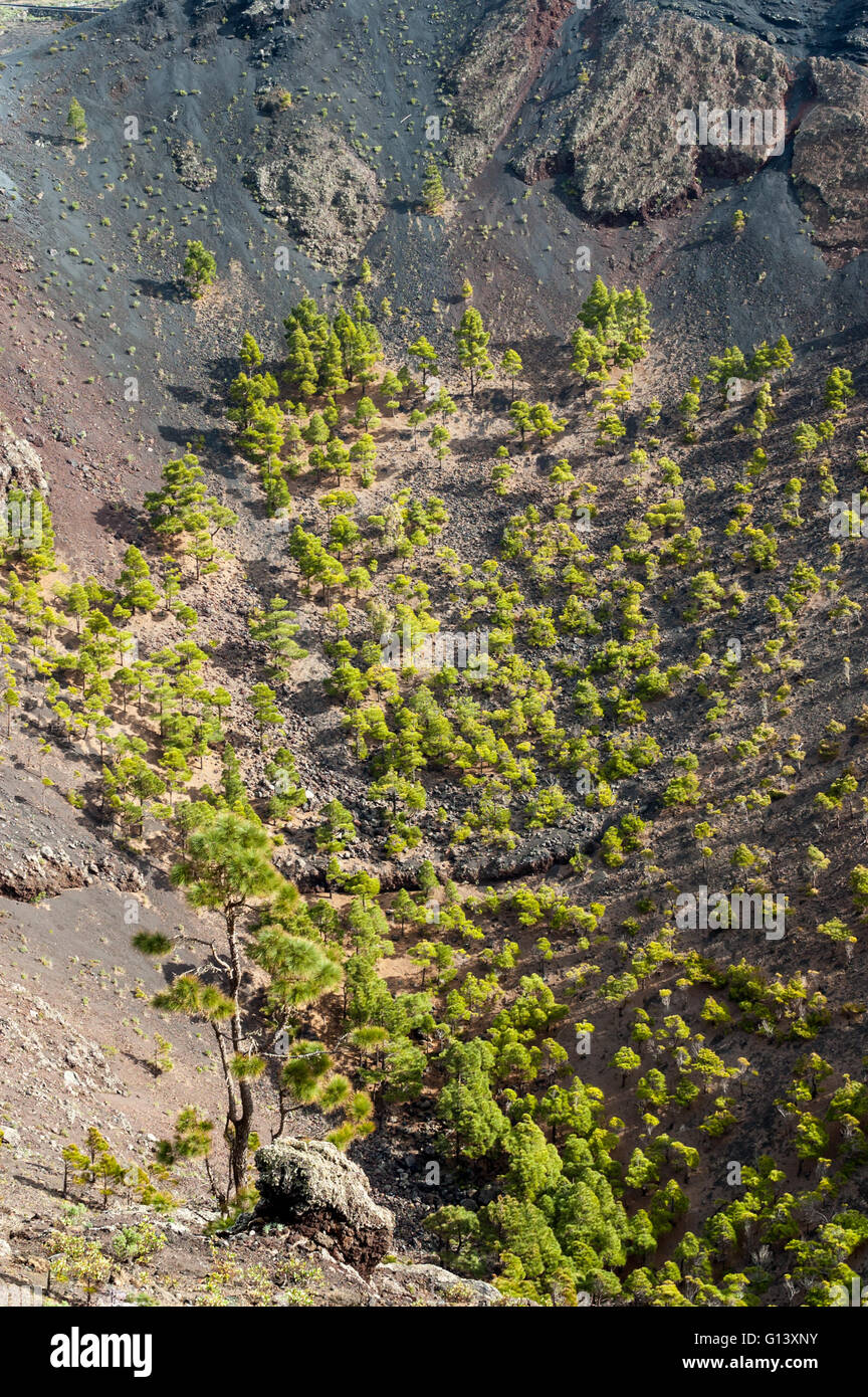 Vulcano Trees Trees growing on lava and ashes in crater of San Antonio Volcano in the ...