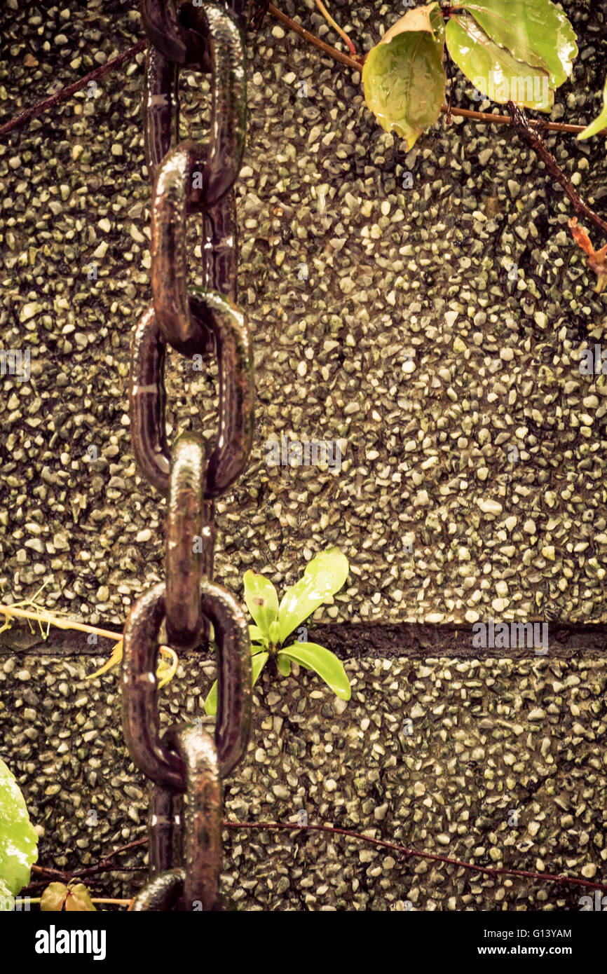 Chain hanging down wall next to leaves Stock Photo Alamy