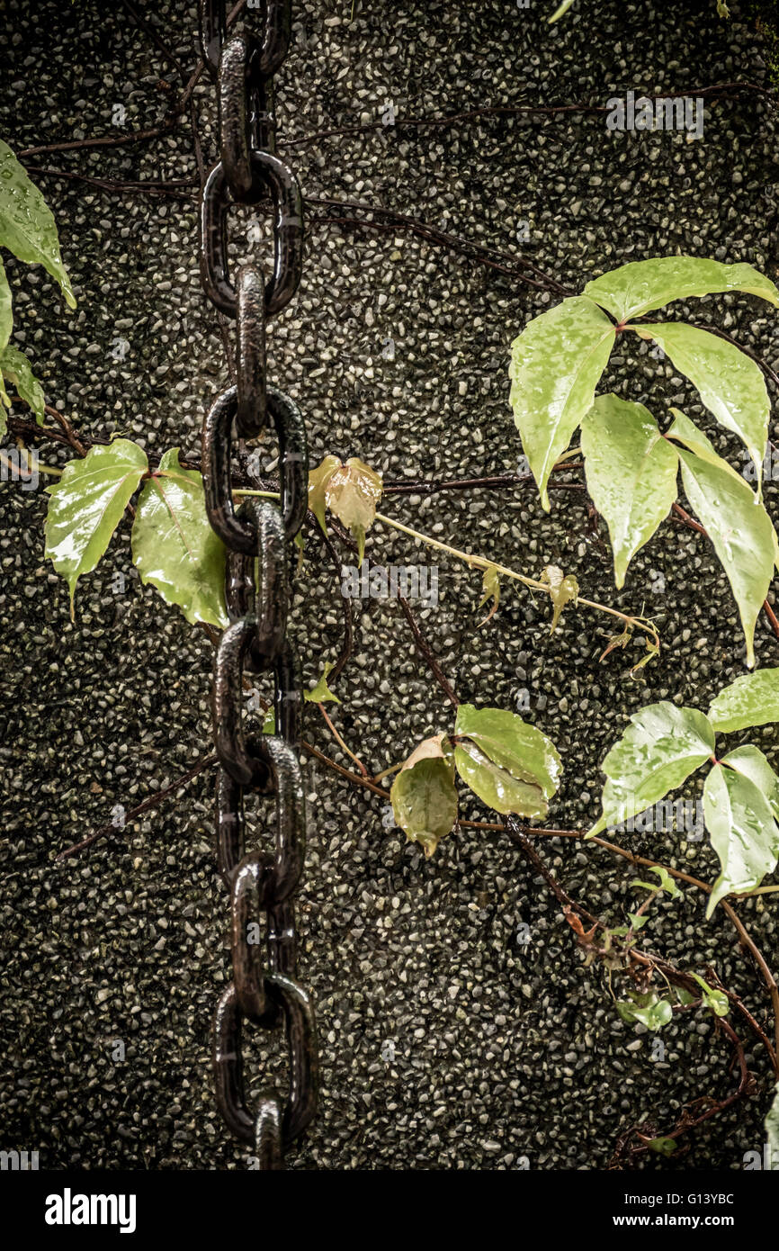 Chain hanging down wall next to leaves Stock Photo Alamy