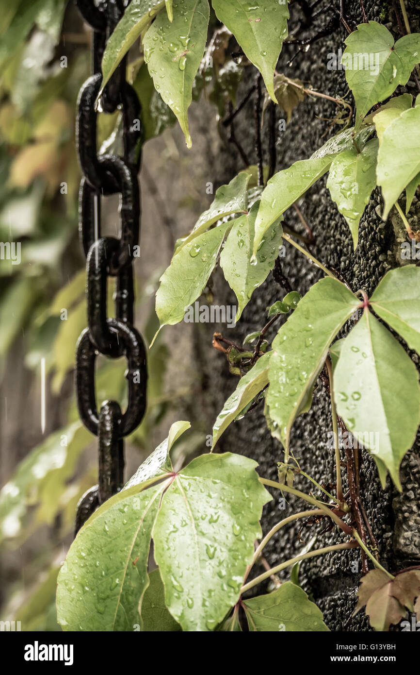Chain hanging down wall next to leaves Stock Photo Alamy