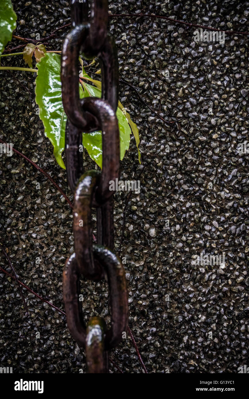 Chain hanging down wall next to leaves Stock Photo Alamy