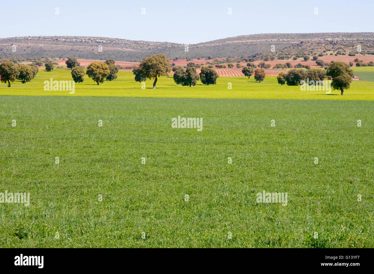 Meadow. Toledo province, Castilla La Mancha, Spain. Stock Photo