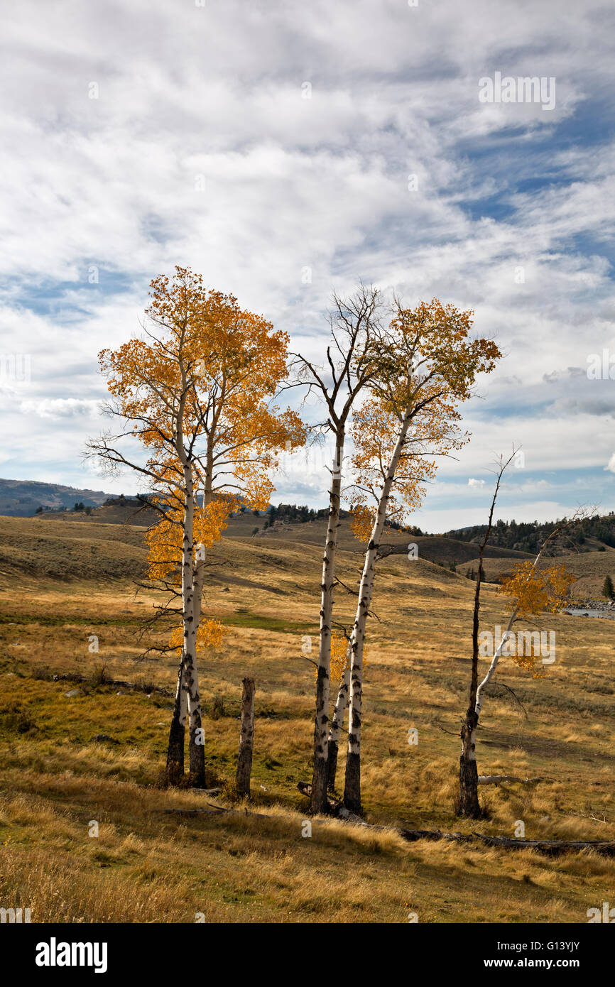WY01646-00...WYOMING - Aspen trees in fall color in the open meadows along Slough Creek. Stock Photo