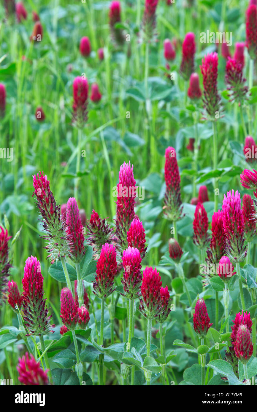 Crimson Clover, 'Trifolium incarnatum', flowering in meadow. Stock Photo