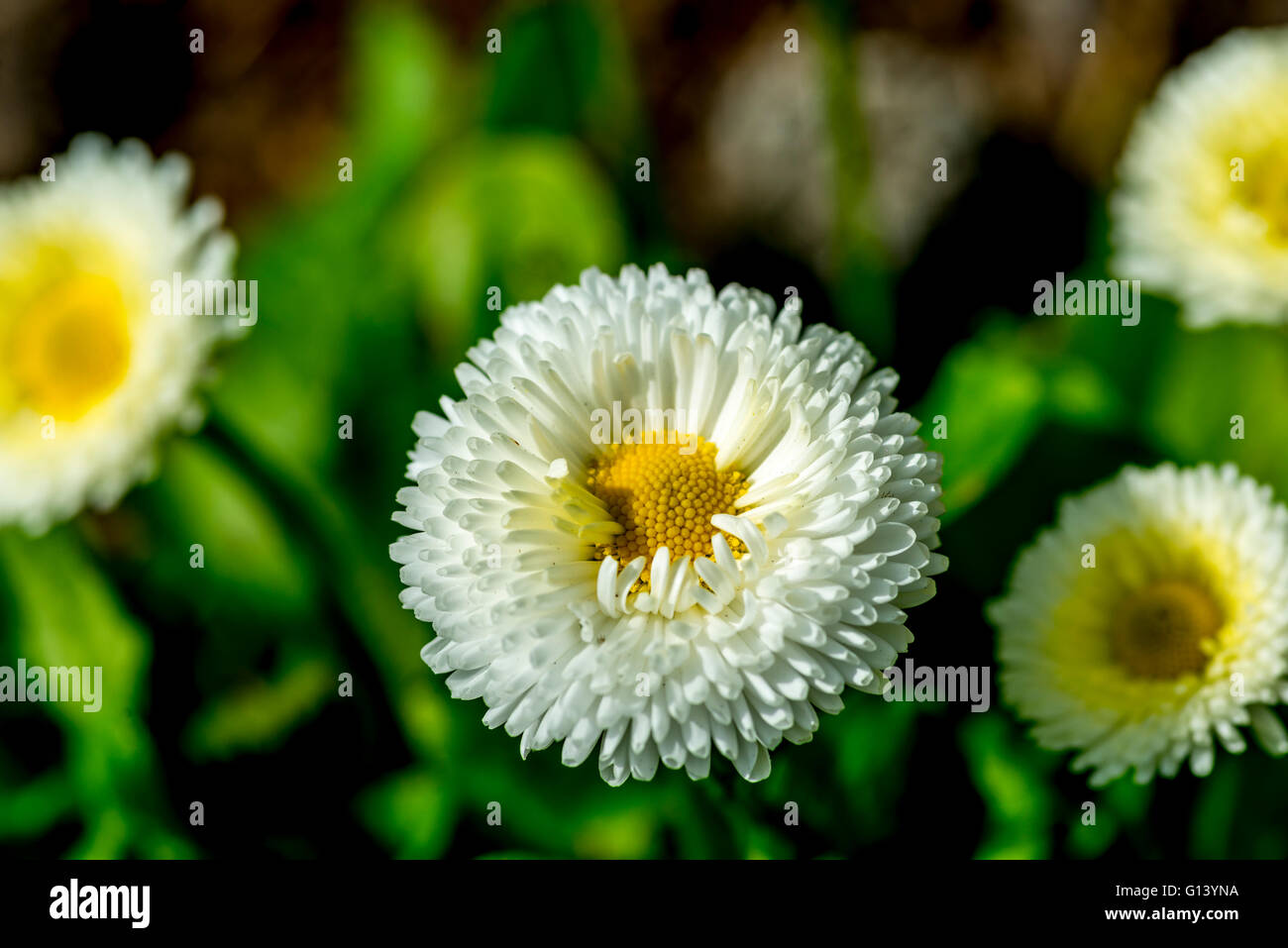 Beautiful flower daisy on hi-res stock photography and images - Alamy