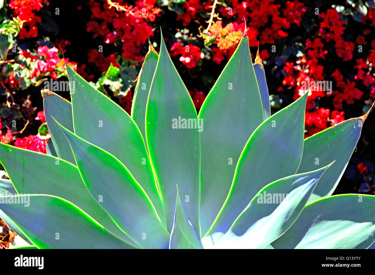 aloe vera spray haare selber machen Aloe Vera Spray | JUNGLCK