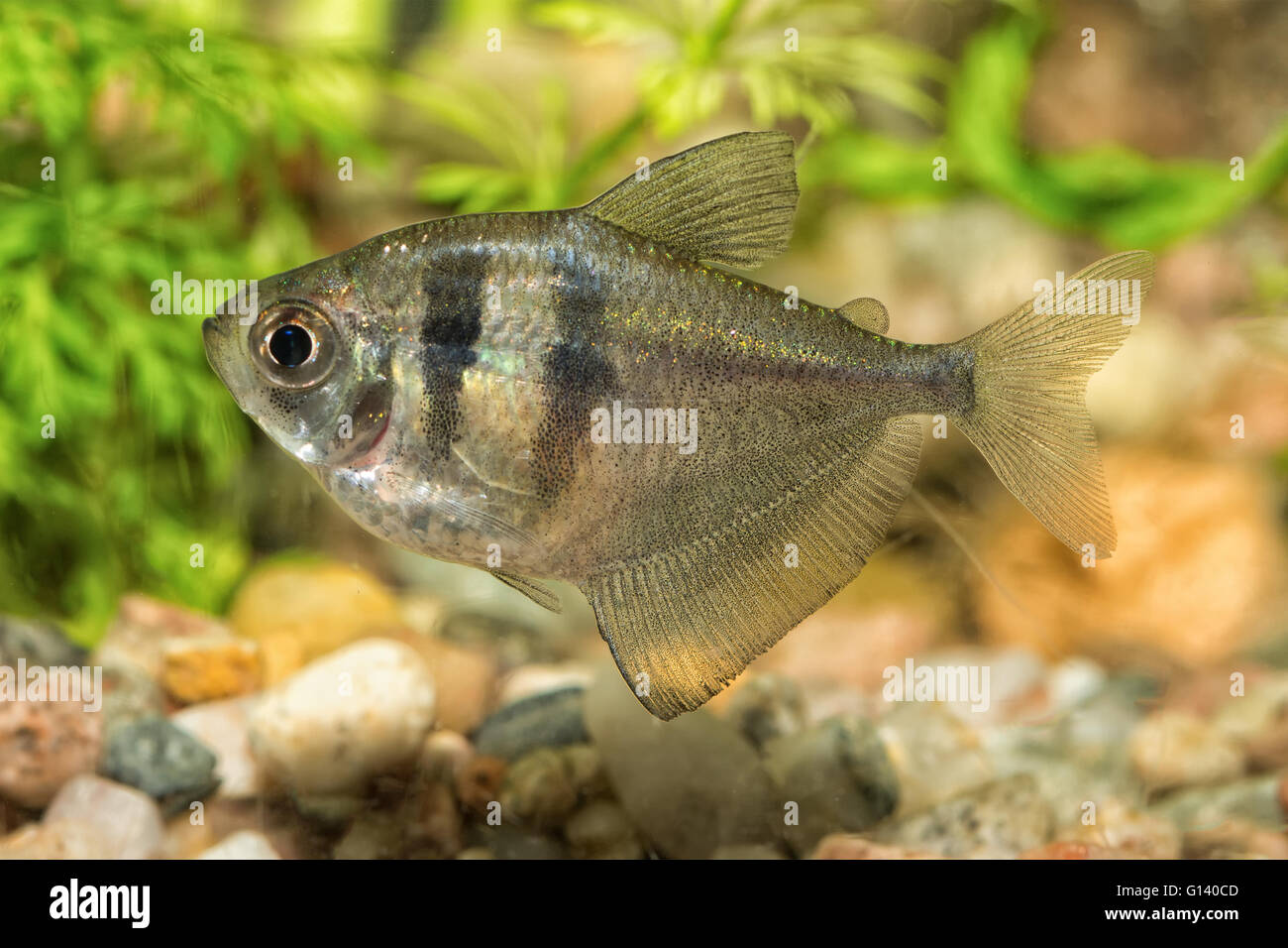 Nice aquarium fish from genus Hyphessobrycon Stock Photo