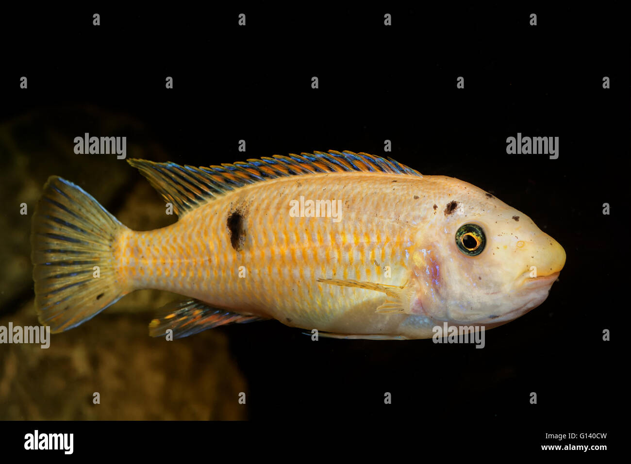 Portrait of colored aquarium fish in the aquarium Stock Photo