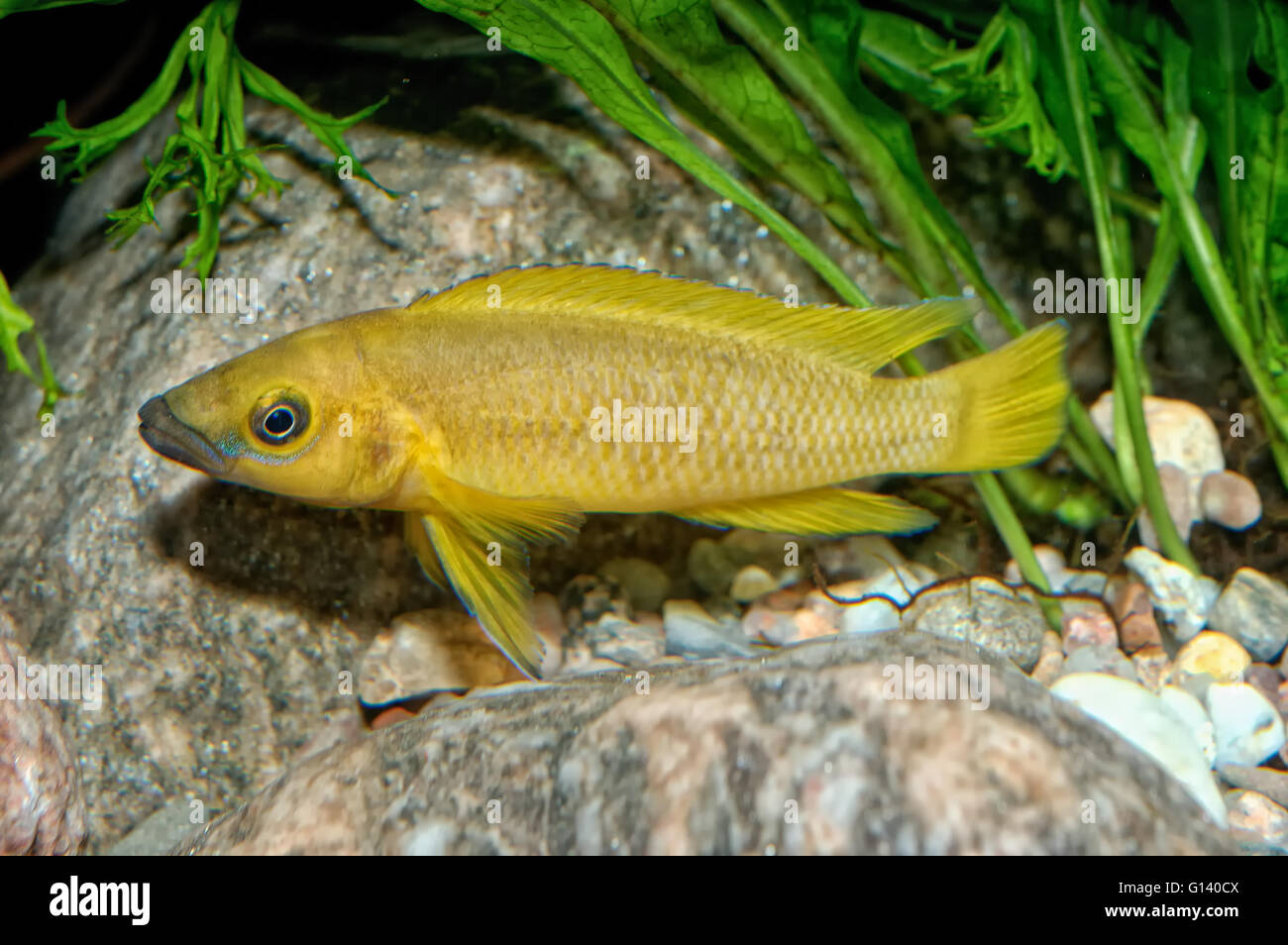 Tropical aquarium fish from genus Neolamprologus Stock Photo